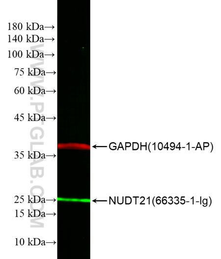 WB of HEK293 cell lysates: HEK293 cell lysates were detected with  anti-GAPDH antibody (10494-1-AP) labeled with FlexAble CoraLite® Plus 750 Kit (KFA004, red) and anti-NUDT21 antibody (66335-1-Ig) labeled with FlexAble CoraLite® 488 Kit (KFA021, green).