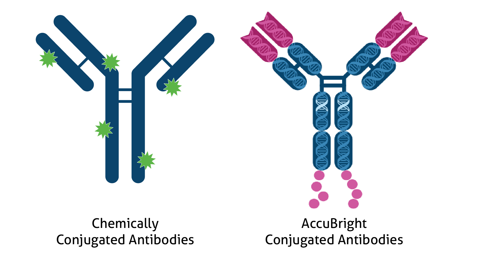 Side‑by‑side diagram comparing chemically conjugated antibodies (random labeling) with AccuBright conjugated antibodies (controlled, site‑specific labeling).