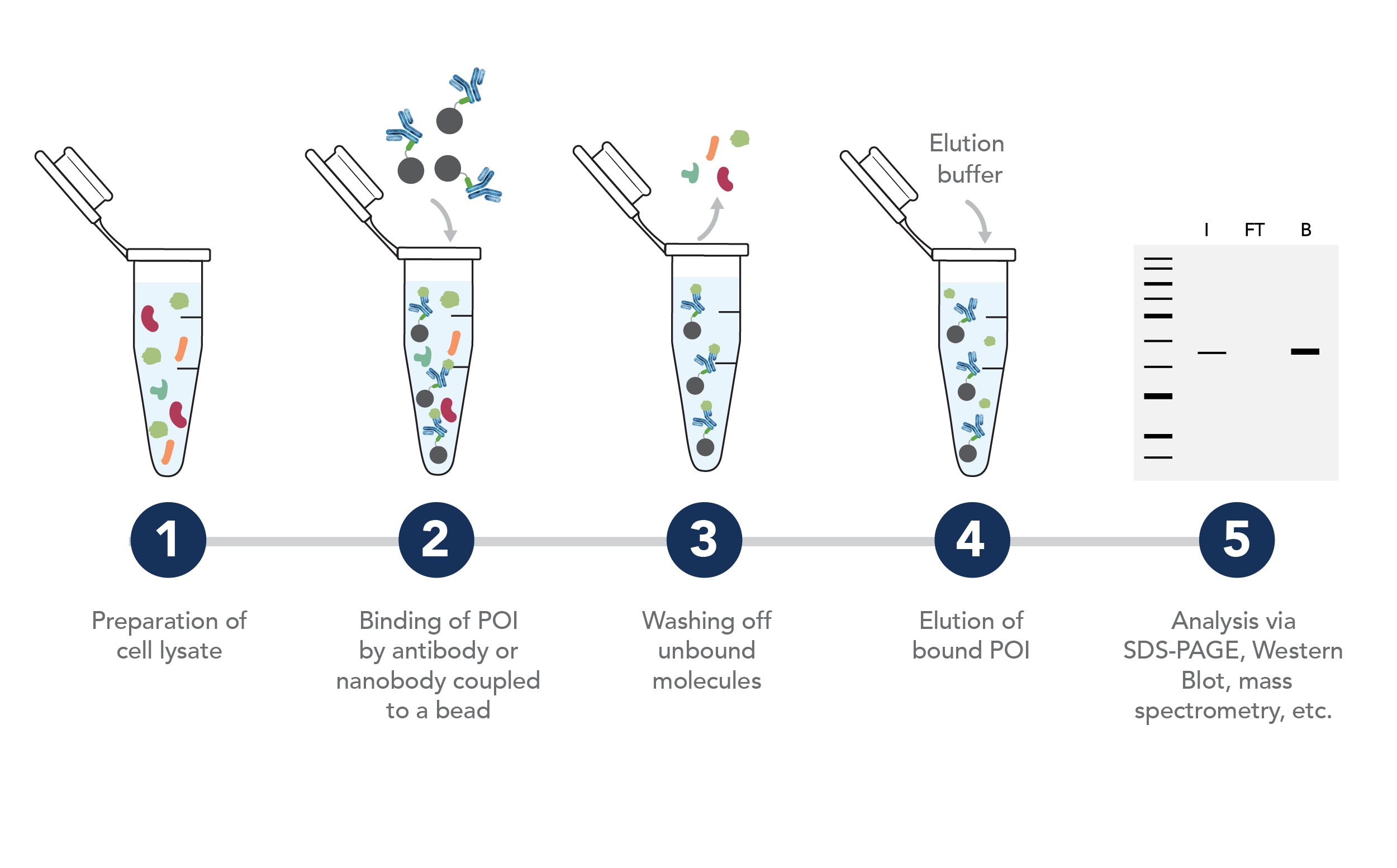 Five-step immunoprecipitation workflow showing cell lysate preparation, binding of the protein of interest to antibody- or nanobody-coupled beads, washing, elution, and analysis by SDS-PAGE, Western blot, or mass spectrometry