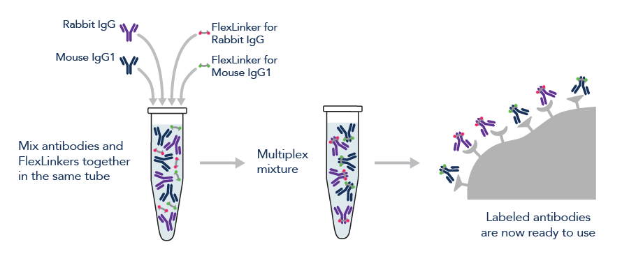 Primary antibodies of different species can be labeled simultaneously in the same tube with FlexAble antibody labeling kits.