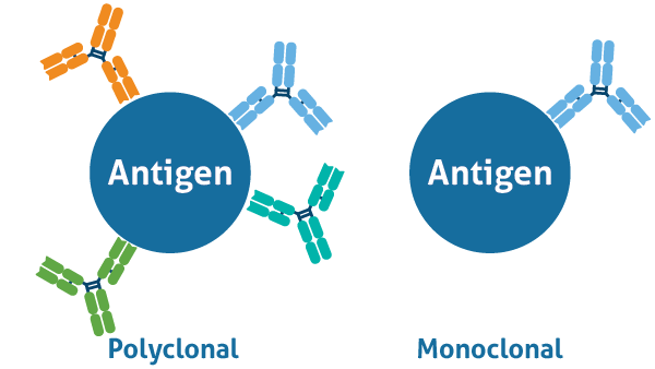 Graphic of polyclonal vs monoclonal antibodies binding to antigens