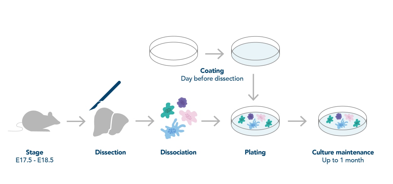 General workflow for neuronal preparation. Figure adapted from Deshpande et al. (2016)