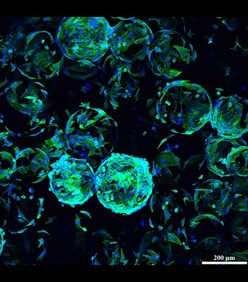 Microscopy image by Mina Aleemardani