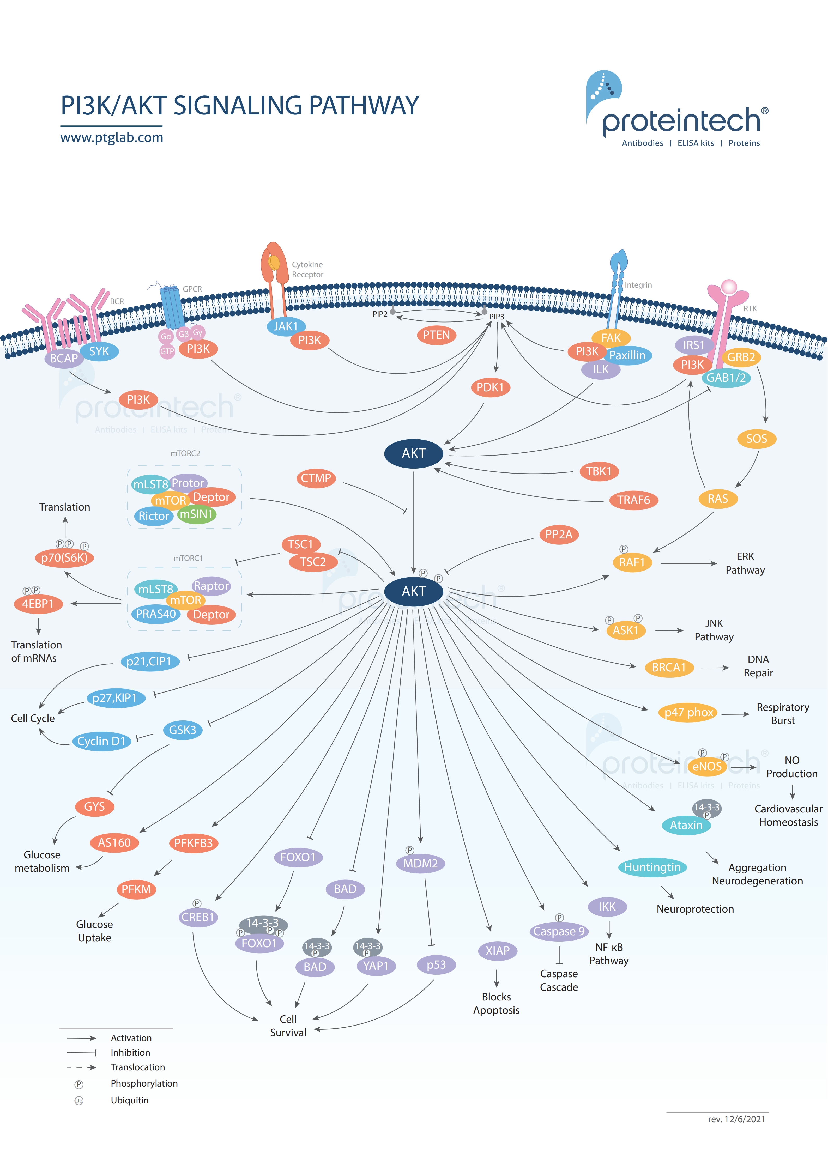 P13K/AKT signaling poster thumbnail