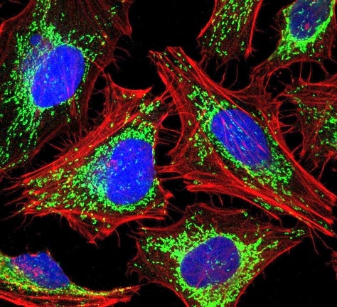 organelle markers mitochondrial markers