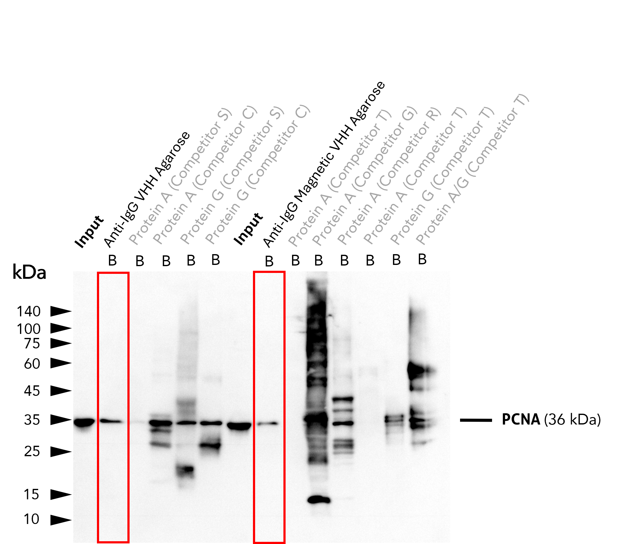Clean pulldown and detection of protein of interest with Anti-IgG VHH agarose beads using anti-PCNA”