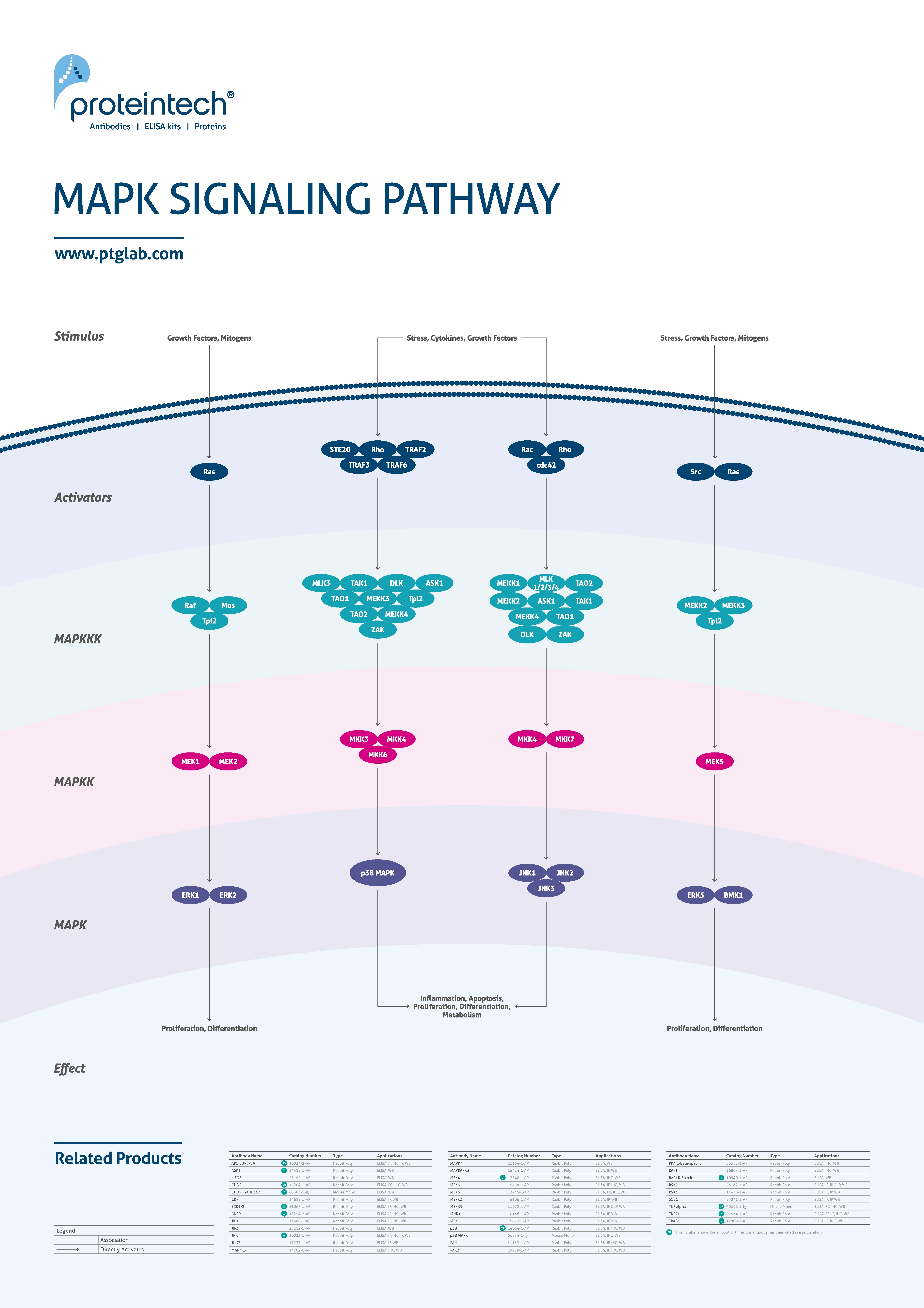 MAPK signaling poster thumbnail