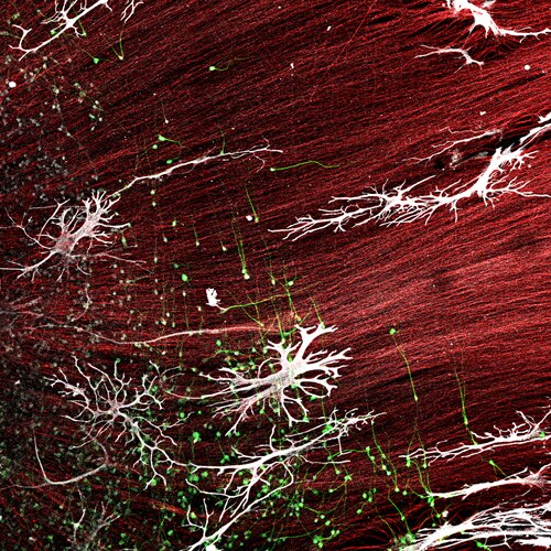Microscopy image by Wonjun Hong