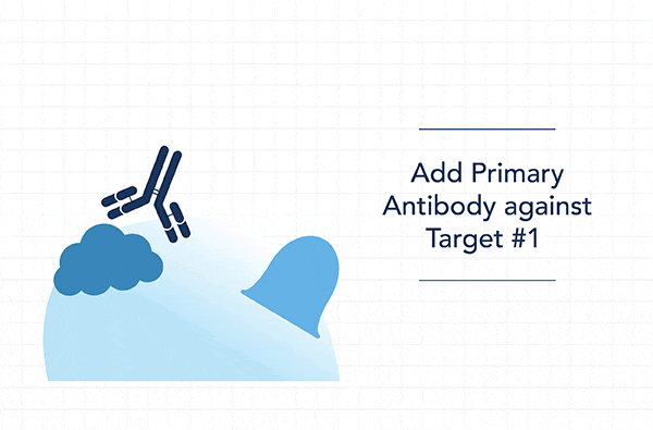 Animated diagram illustrating the Tyramide Signal Amplification (TSA) process, showing enzyme-mediated signal enhancement for protein detection.