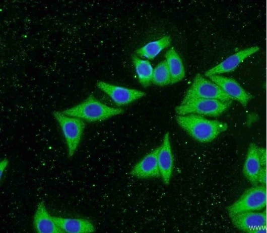 organelle markers late endosome markers