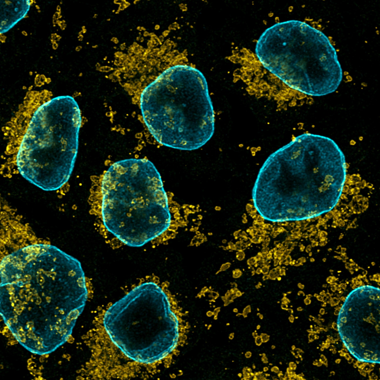 Immunofluorescence of HeLa: PFA-fixed HeLa cells were stained with anti-TOM20 antibody (11802-1-AP) labeled with FlexAble CoraLite® Plus 555 Kit (KFA002, yellow) and anti-Lamin B1 antibody (12987-1-AP) labeled with FlexAble CoraLite® Plus 647 Kit (KFA003, cyan). Confocal images were acquired with a 100x oil objective and post-processed. Images were recorded at the Core Facility Bioimaging at the Biomedical Center, LMU Munich.