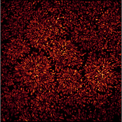 Microscopy image by Gabriella Farrell