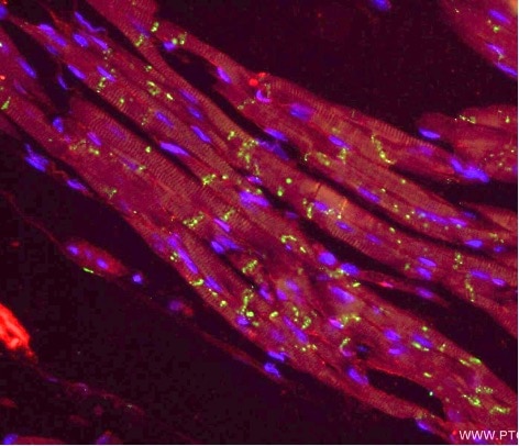 organelle markers gap junctions