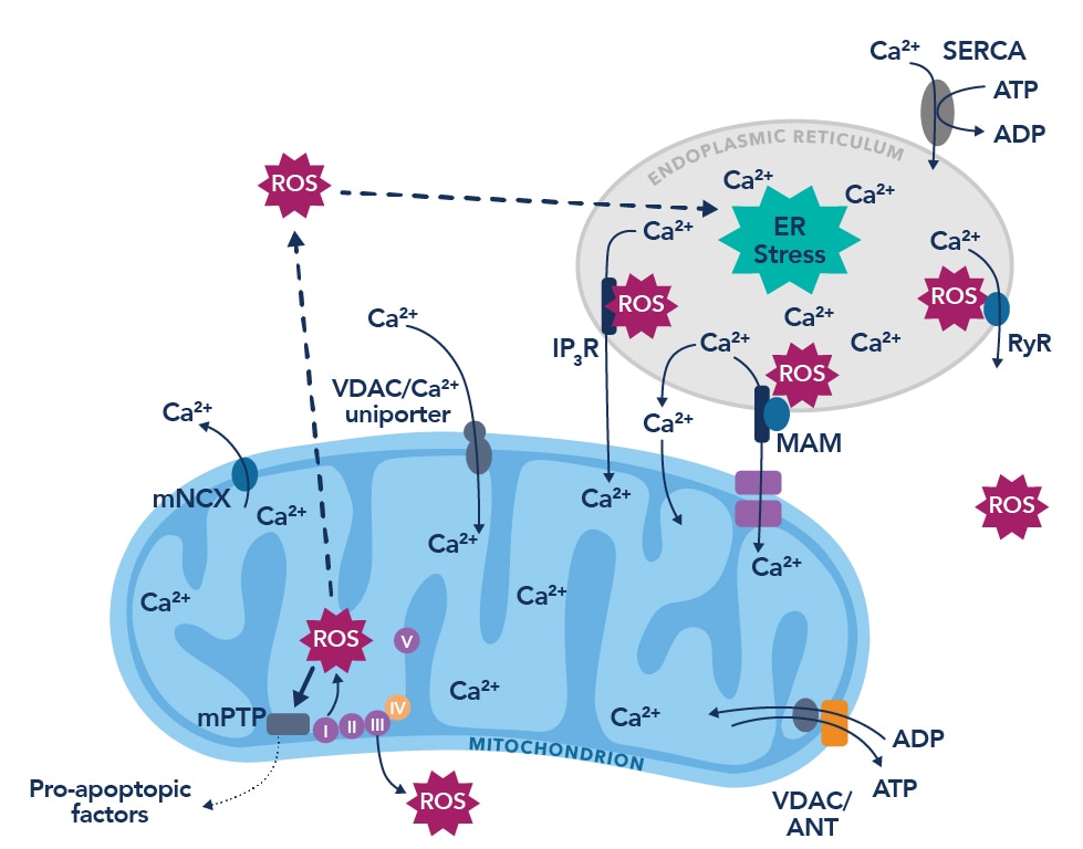 The vicious cycle of endoplasmic reticulum calcium leak and the production of reactive oxygen species