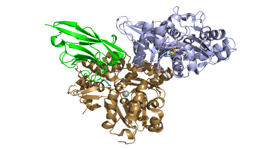 ChromoTek's Nanobody NactNB
