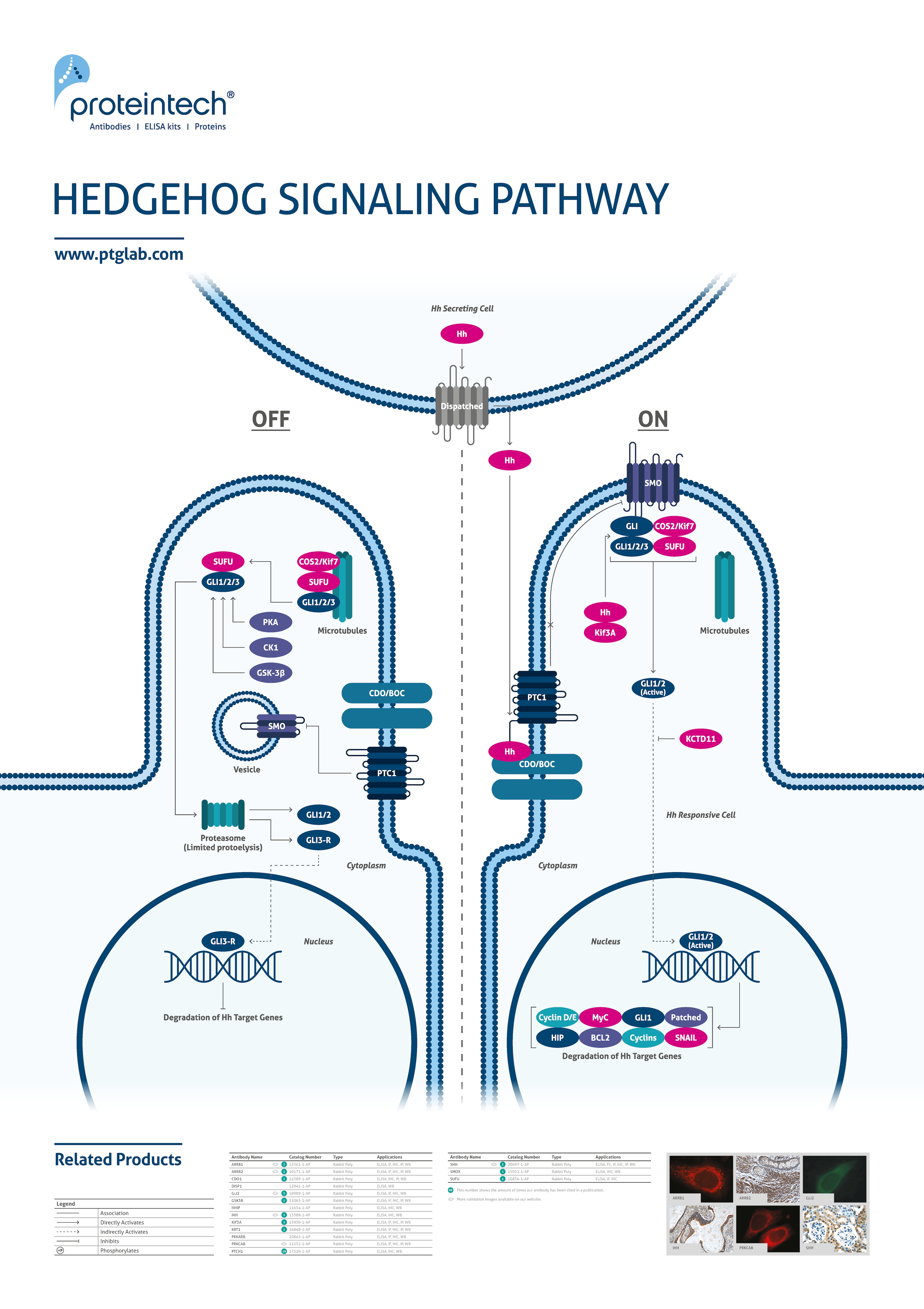 Hedgehog signaling poster thumbnail