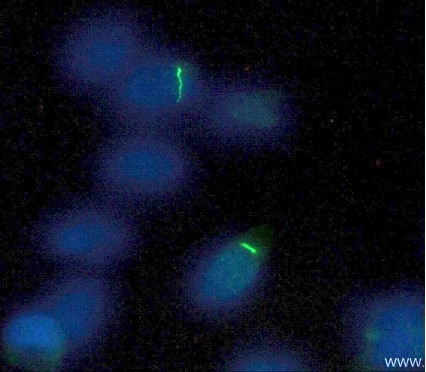 organelle markers cilia markers