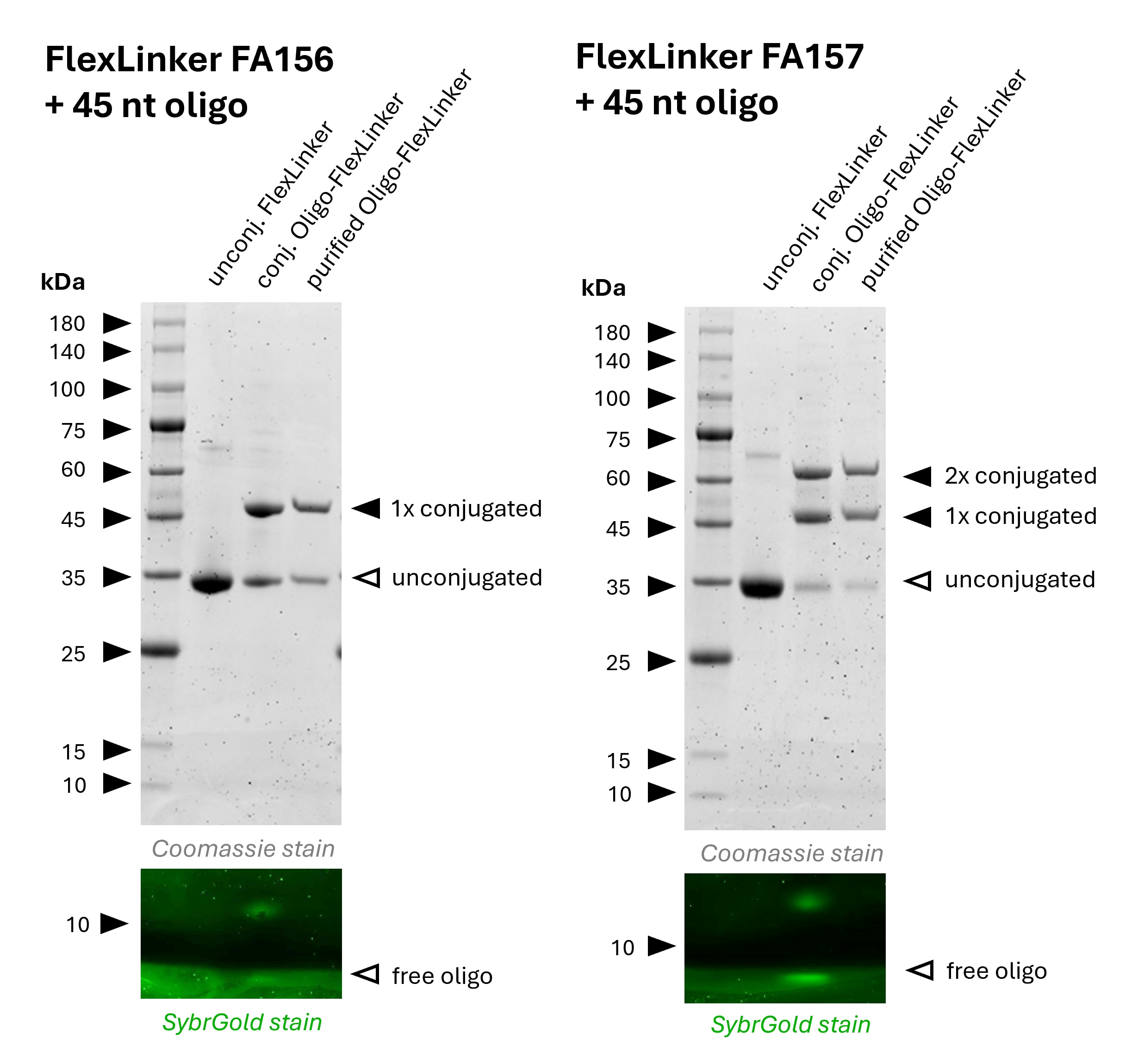 Gel showing mouse IgG2b Oligo-FlexLinker before and after oligo conjugation and purification.