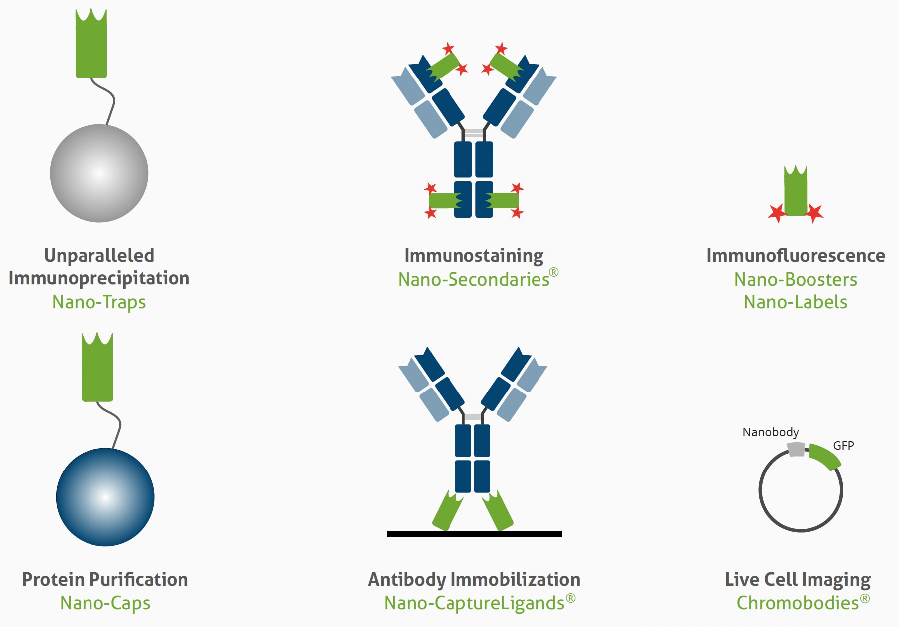 ChromoTek's camelid antibodies are sequenced, recombinant, and monoclonal  with validated binding characteristics | Proteintech Group