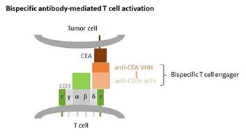 Bispecific T cell engager anti-CEA x anti-CD3ε binds to CD3 on T cells and CEA on tumor cells