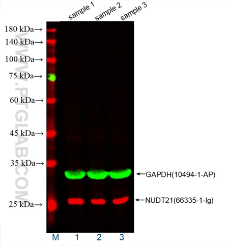 Western Blot (WB) analysis of HeLa cell lysates using GAPDH antibody labeled with FlexAble CoraLite Plus 550 kit, NUDT21 antibody labeling with FLexAble CoraLite Plus 647 kit.