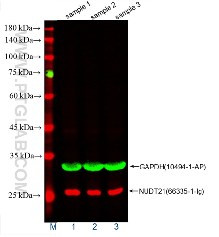 WB of HeLa cell lysates: HeLa cell lysates were detected with  anti-GAPDH antibody (10494-1-AP) labeled with FlexAble CoraLite® Plus 555 Kit (KFA002, green) and anti-NUDT21 antibody (66335-1-Ig) labeled with FlexAble CoraLite® Plus 647 Kit (KFA023, red).