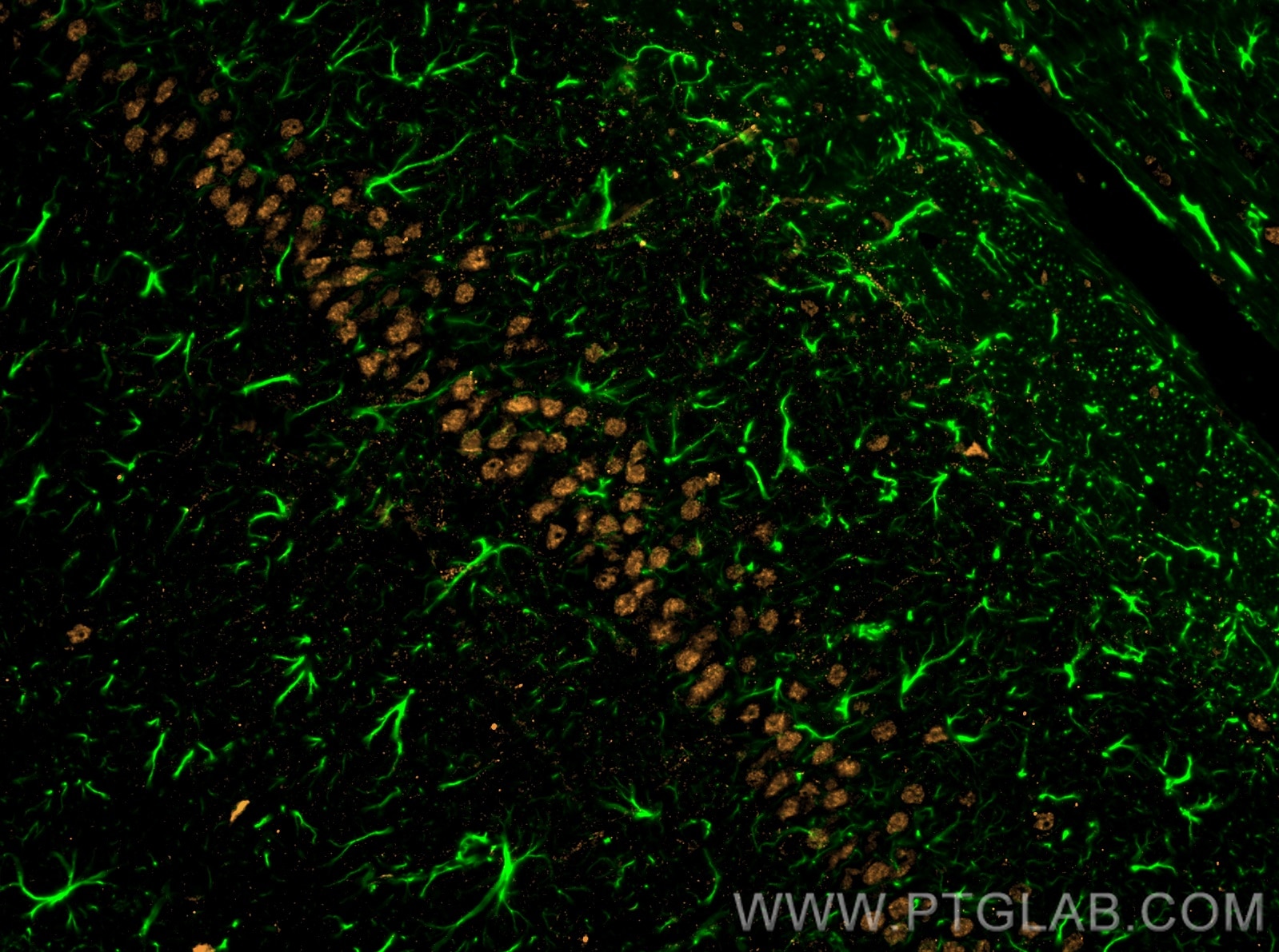 Immunofluorescence (IF) analysis of rat brain FFPE tissue stained with rabbit anti-GFAP polyclonal antibody (16825-1-AP, green) and mouse anti-NeuN monoclonal antibody (66836-1-Ig, orange). Multi-rAb CoraLite® Plus 488-Goat Anti-Rabbit Secondary Antibody (H+L) (RGAM002, 1:500) and Multi-rAb CoraLite® Plus 555-Goat Anti-Mouse Recombinant Secondary Antibody (H+L) (RGAM003, 1:500) were used for detection.  