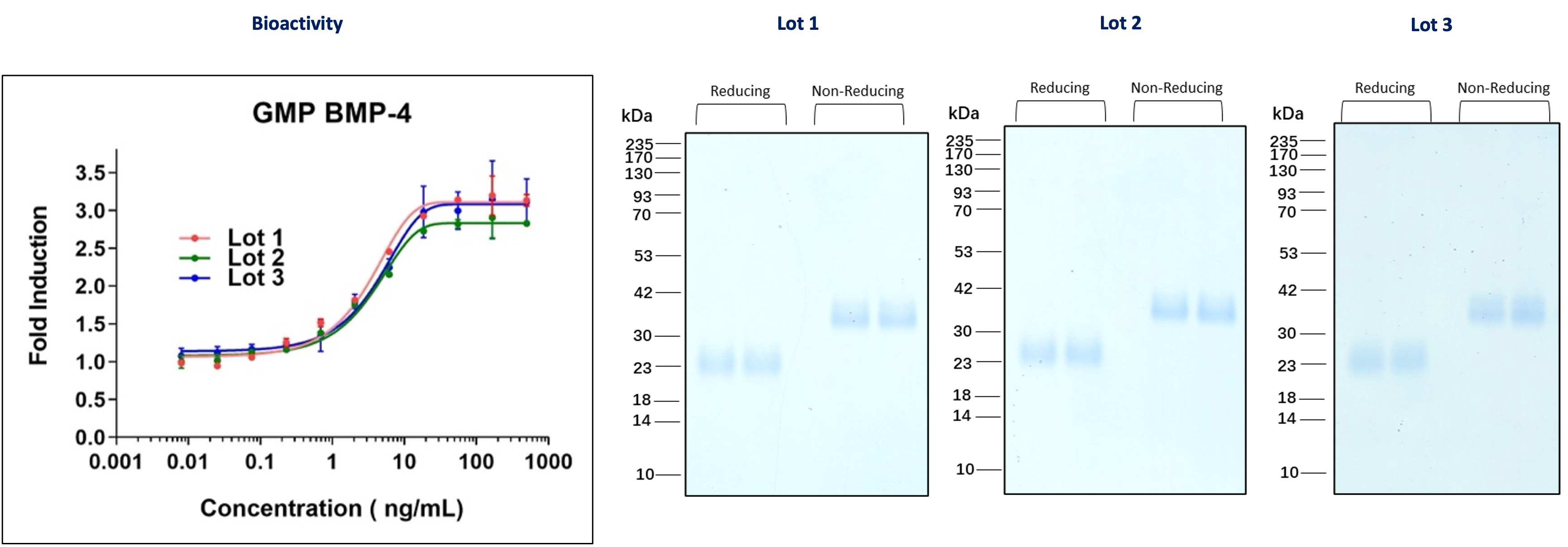 Three independent lots of GMP BMP-4 were tested for their ability to induce alkaline phosphatase production in ATDC5 (mouse chondrogenic) cells