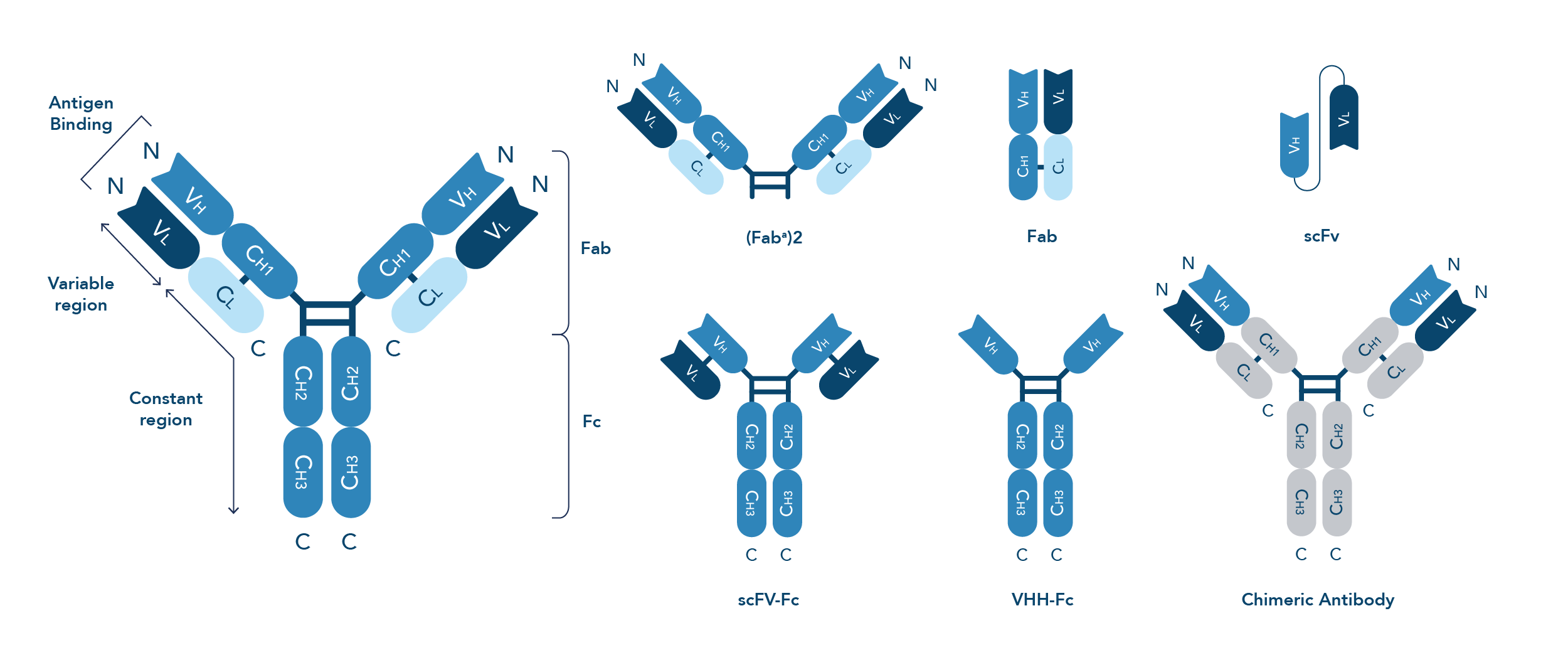 customized recombinant antibody