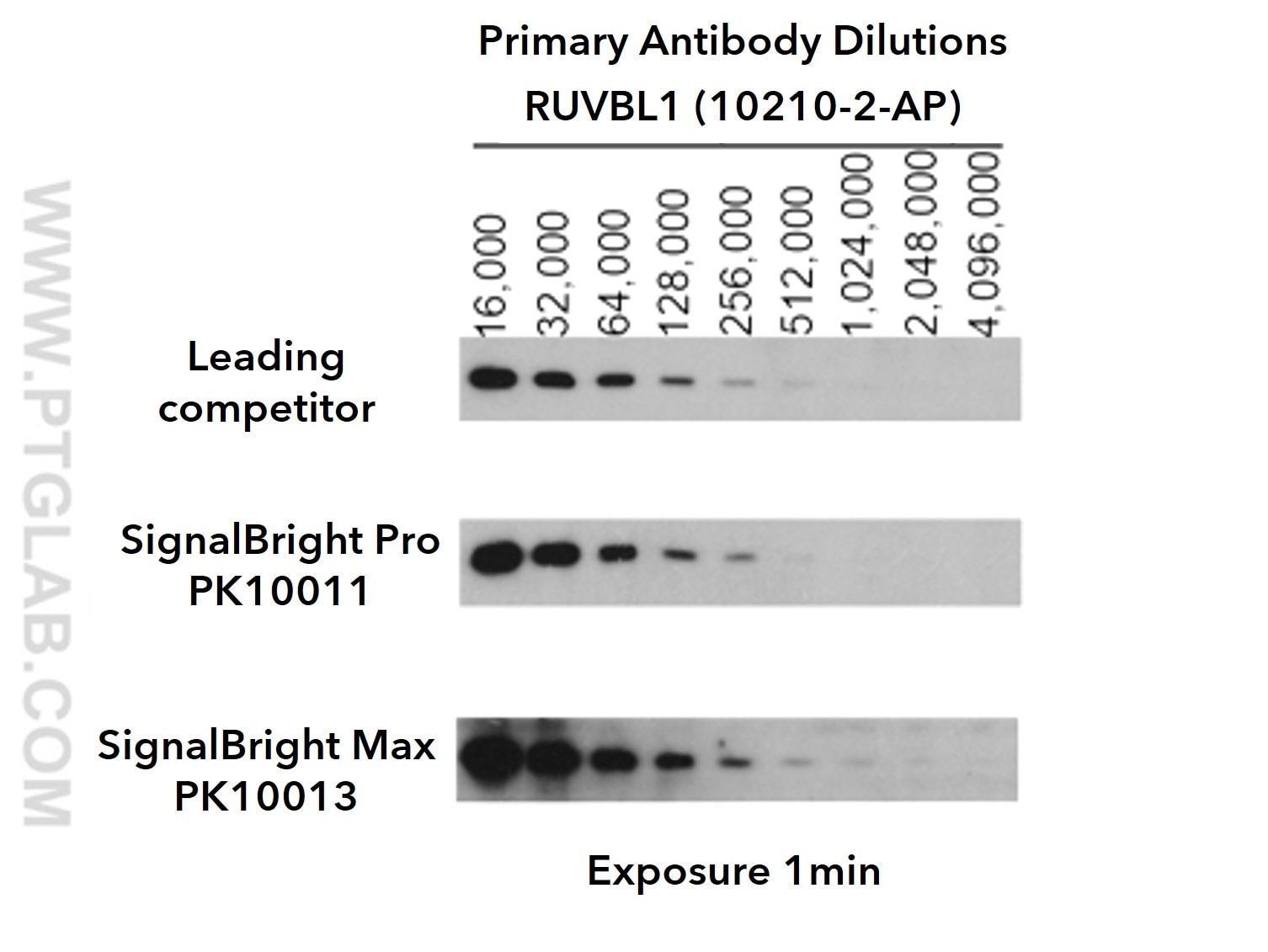 signalbright antibody dilutions