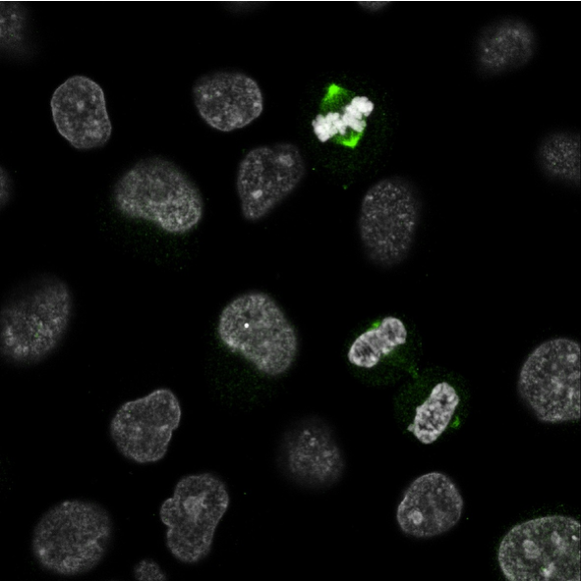 Detection of AURKA recombinant antibody (82906-1-RR) in HeLa Cells using conventional dye-conjugated secondary antibody