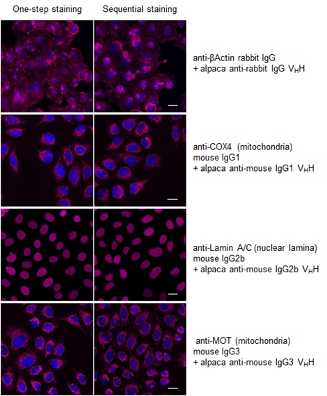 one-step staining vs sequential staining