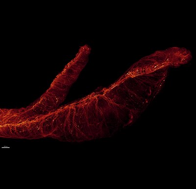 Microscopy image by Zulmary Manjarres Farias