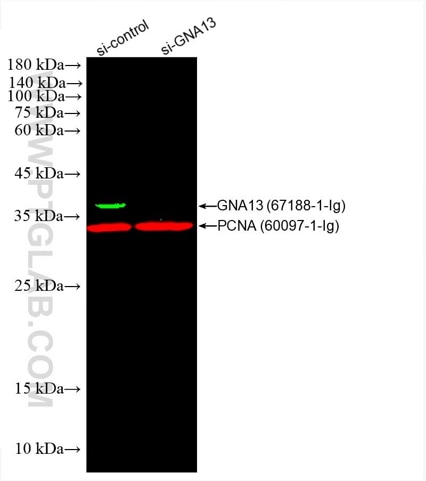  WB of HEK293 cell lysates: siRNA transfected HEK293 cell lysates were detected with anti-GNA13 antibody (67188-1-Ig) labeled with FlexAble CoraLite® Plus 555 Kit (KFA022,green) and anti-PCNA antibody (60097-1-Ig) labeled with FlexAble CoraLite® Plus 647 Kit (KFA023, red).