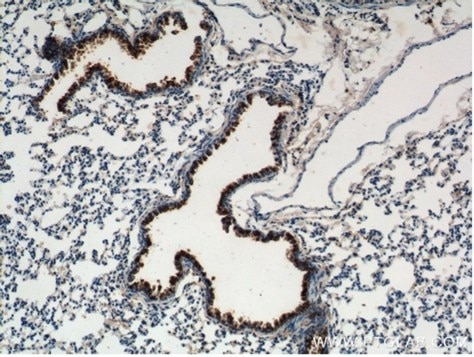 Immunohistochemical analysis of paraffin-embedded mouse lung tissue slide using 10490-1-AP (Uteroglobin Antibody) at dilution of 1:200 (under 10x lens).