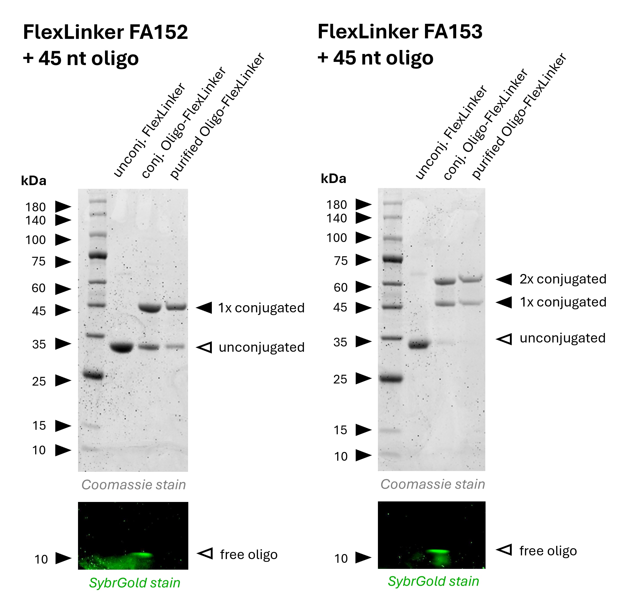 Gel image of mouse IgG1 Oligo-FlexLinker with lanes showing unconjugated, conjugated, and purified linker