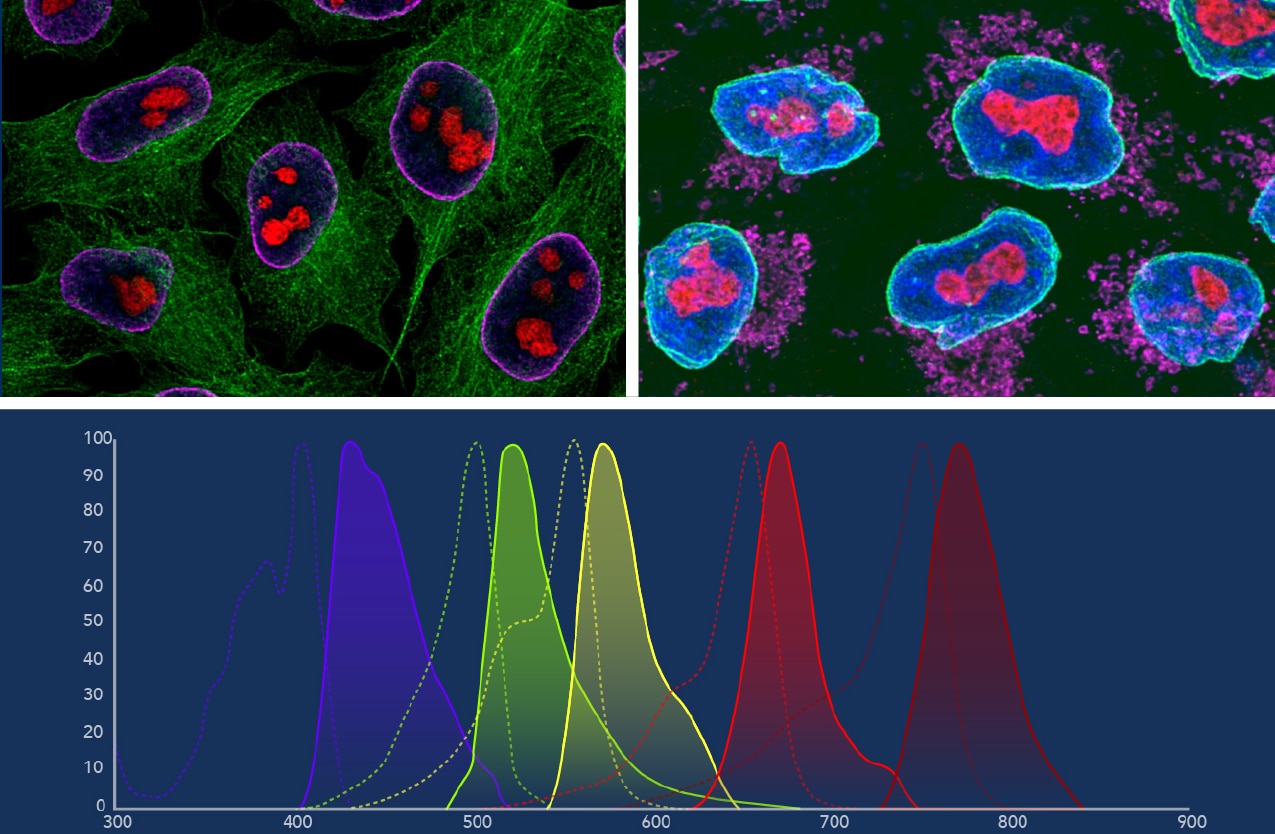 The Power of Antibody Labeling for Multiplex Imaging and Flow Cytometry