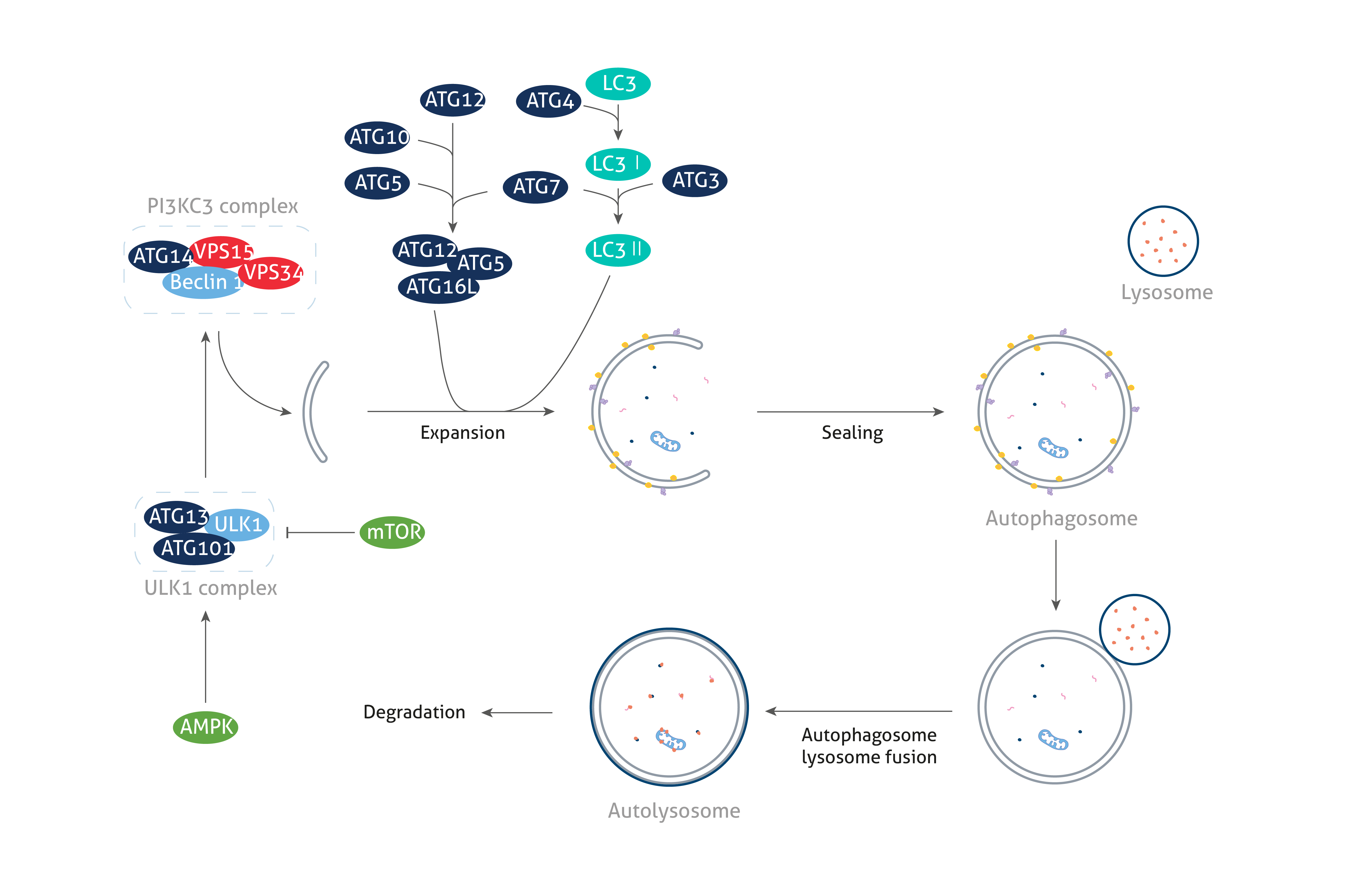 Autophagy research pathway