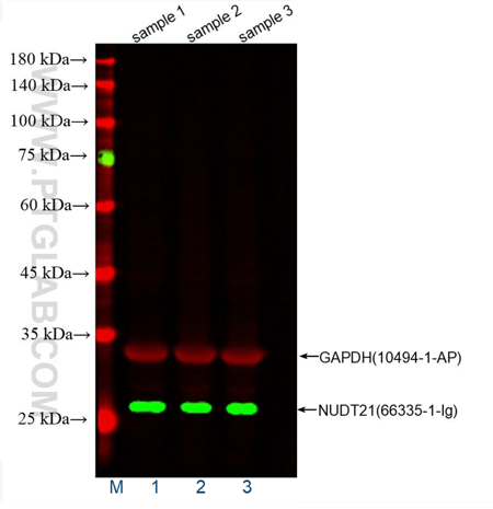 WB of HeLa cell lysates: HeLa cell lysates were detected with  anti-GAPDH antibody (10494-1-AP) labeled with FlexAble CoraLite® Plus 647 Kit (KFA003, red) and anti-NUDT21 antibody (66335-1-Ig) labeled with FlexAble CoraLite® Plus 555 Kit (KFA022, green).