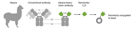 Nanobody-Alpaca-Chromotek-Trap