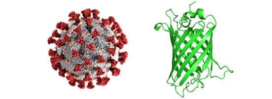 Application examples of fluorescent proteins in SARS-CoV-2 research