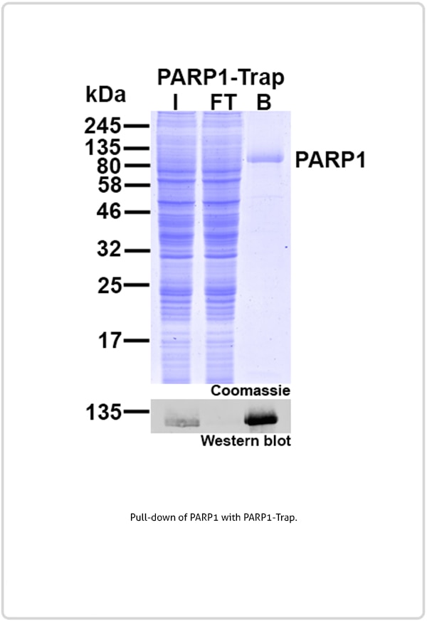 Pull-down of PARP1 with PARP1-Trap