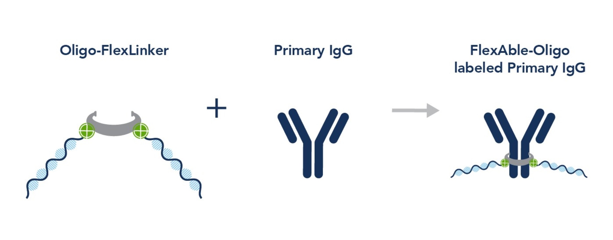 ​Illustration showing Oligo-FlexLinker binding to a primary IgG antibody to form a FlexAble-Oligo labeled primary IgG, with DNA strands extending from the linker on the antibody.