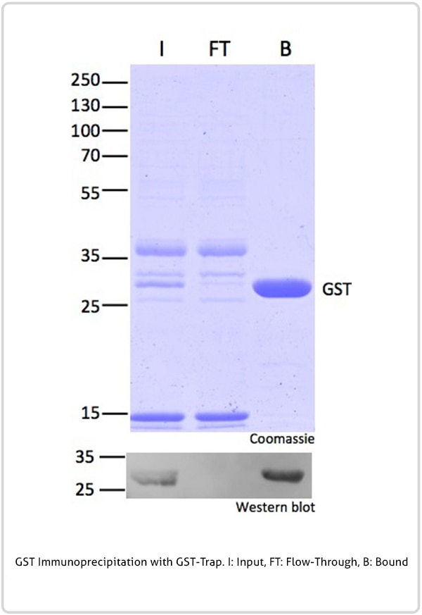 GST Immunoprecipitation with GST-Trap