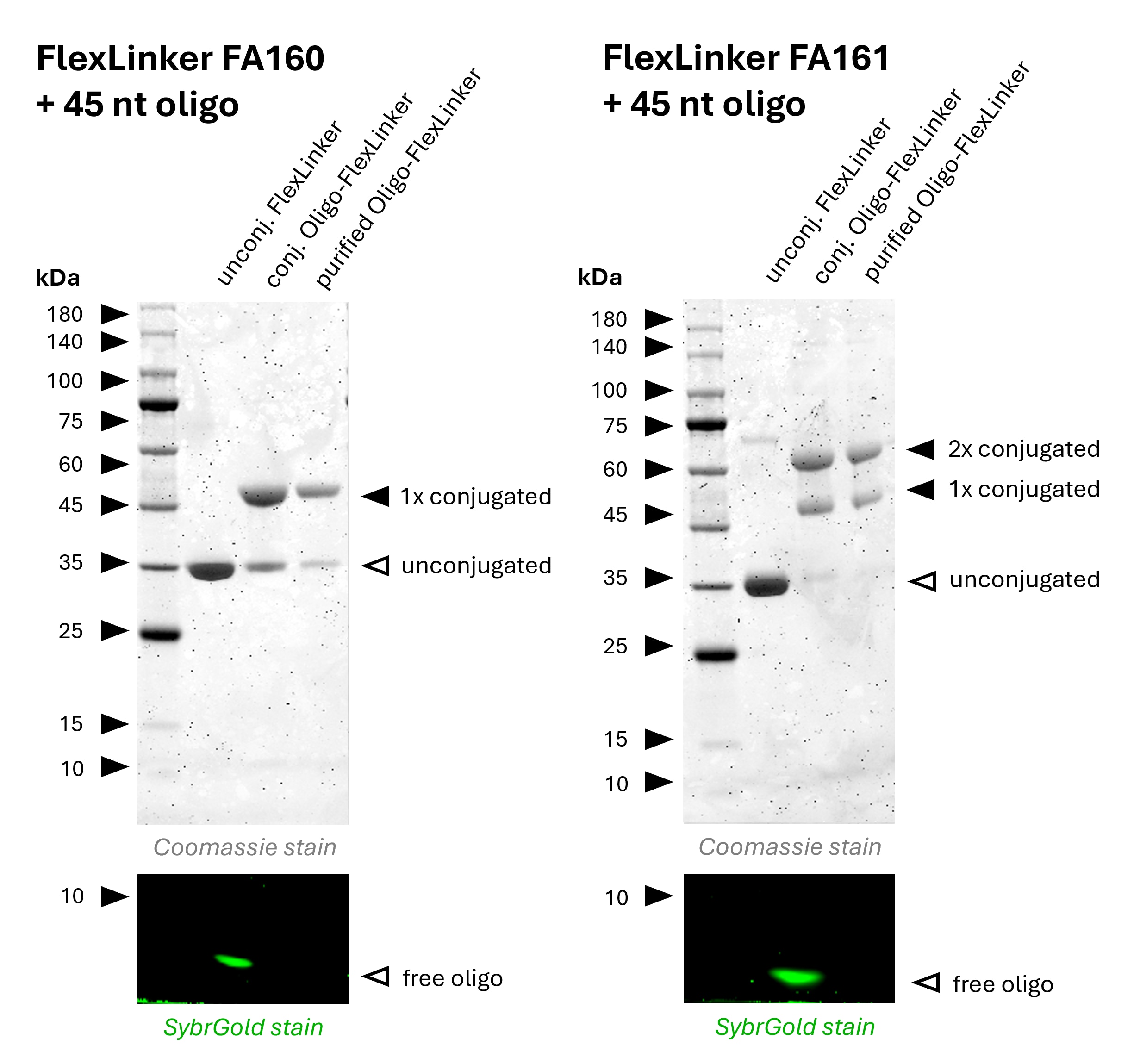 Gel image of rat kappa light chain Oligo-FlexLinker with lanes for unconjugated, conjugated, and purified samples