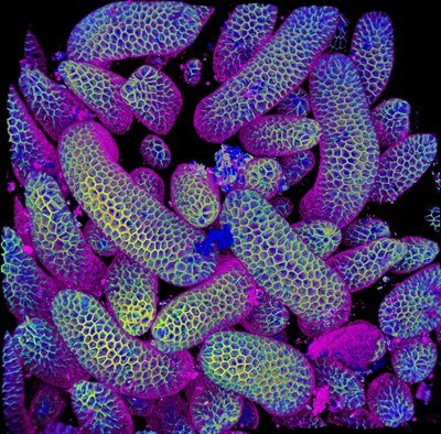 Microscopy image by Rebecca Lee