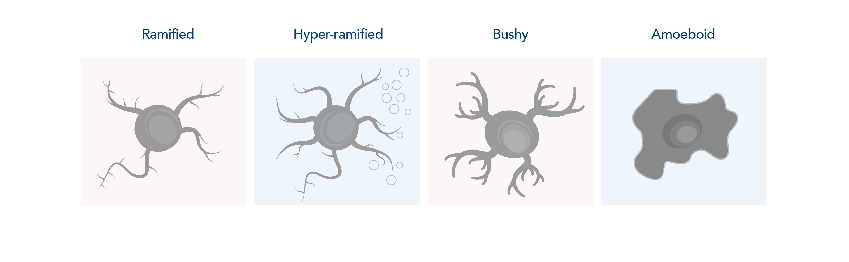 Microglial states in the CNS