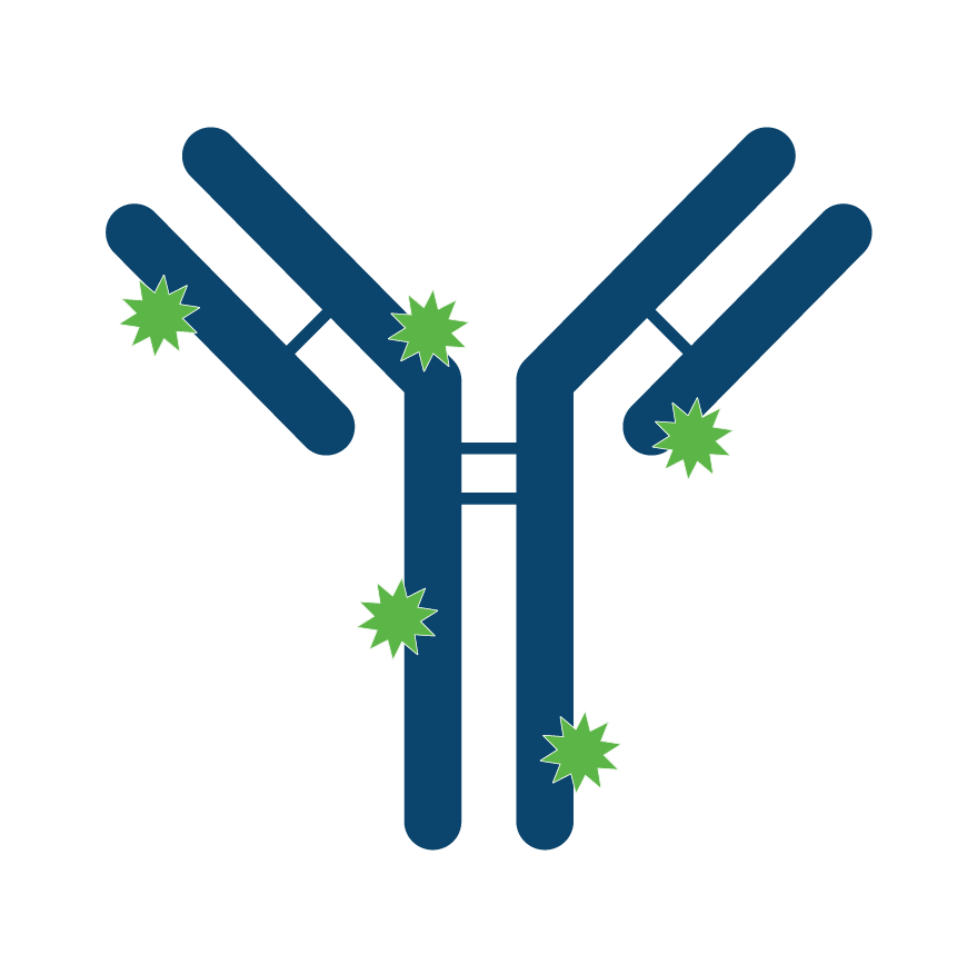 Illustration of an IgG antibody with multiple randomly attached labels representing chemical conjugation.