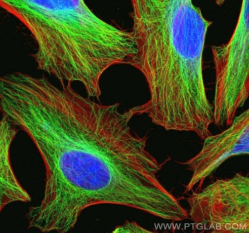 organelle markers cytoskeleton markers