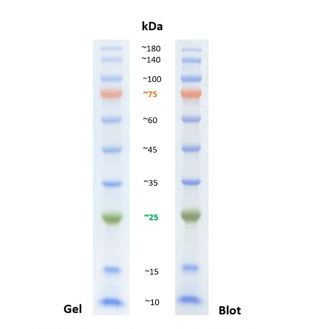 SDS page band profile of standard prestained protein ladder